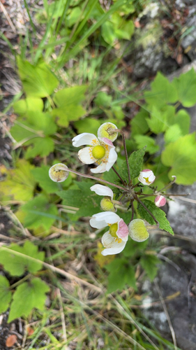 Eriocapitella japonica, 2026-09-02