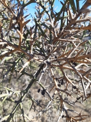 Colletia hystrix