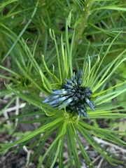 Amsonia ciliata