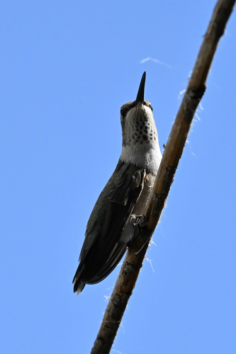 Black-chinned Hummingbird