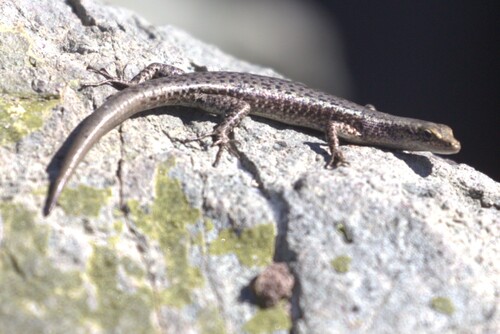 Cryptoblepharus litoralis, 2026-09-03
