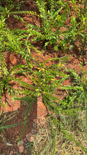 Phyllanthus myrtifolius observed 2026-09-02