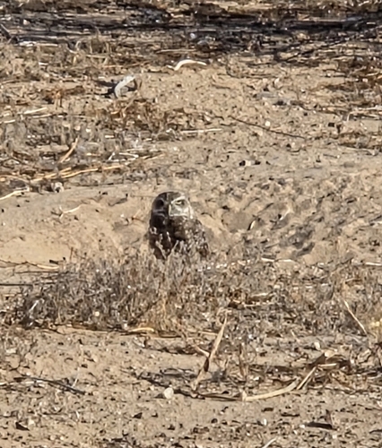 Burrowing Owl