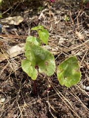 Centella erecta
