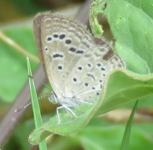 Dark Grass Blue