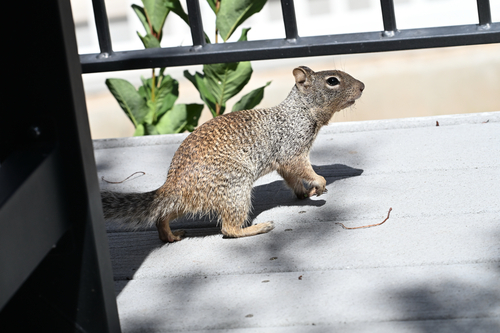 Rock Squirrel