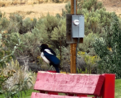 Black-billed Magpie