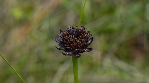Helianthus radula, photograph 3