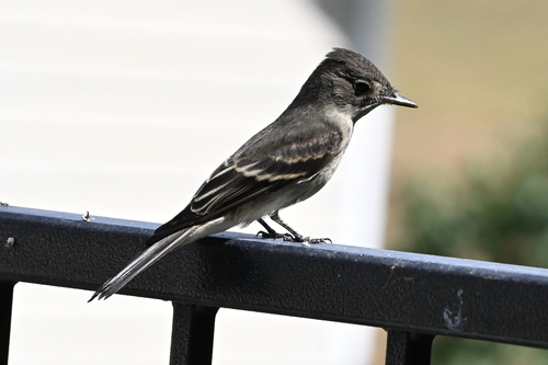 Western Wood-Pewee