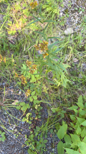 flat-topped goldenrod