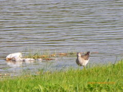 Tringa glareola