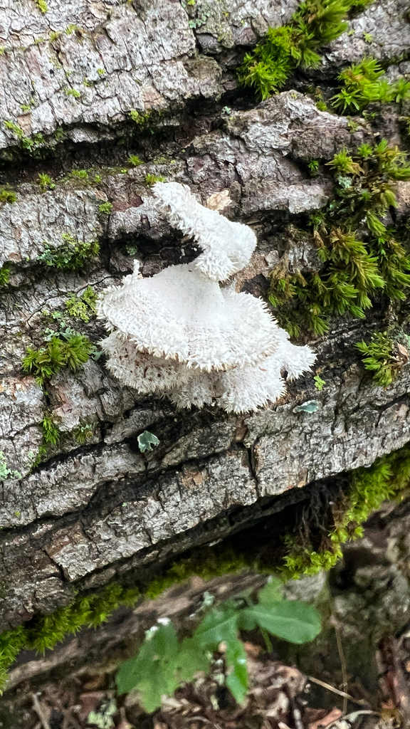splitgill mushroom · September 2026 · photo: Photo: no rights reserved · iNaturalist