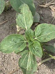 Phaseolus vulgaris