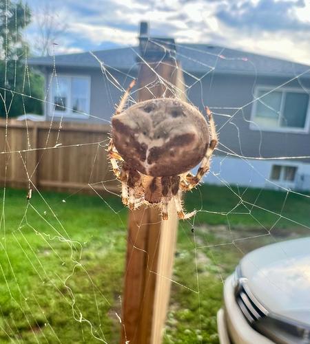 Cat-faced Orbweaver