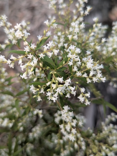 Leucopogon pimeleoides observed 2026-09-03