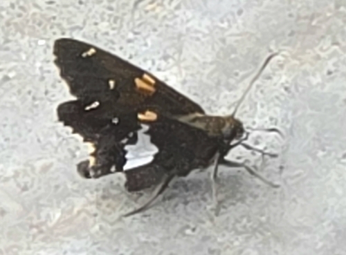 Silver-spotted Skipper