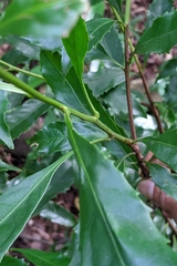 Helicia cochinchinensis, photograph (c) 許文俊, some rights reserved (CC BY-SA)
