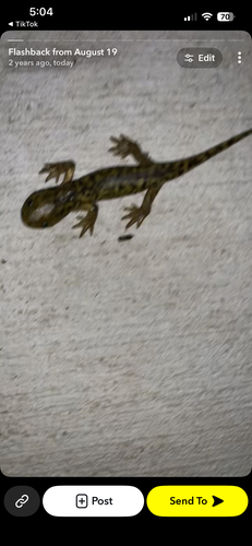 Western Tiger Salamander