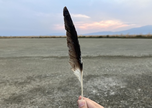 Plume de Avocette élégante