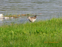 Tringa glareola