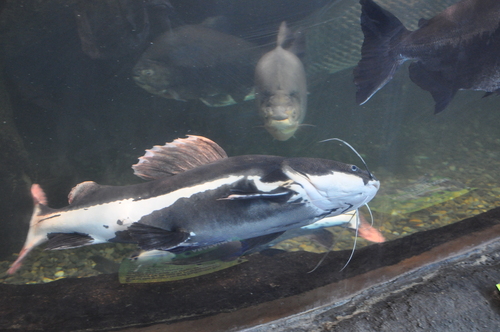 Red Tail Catfish