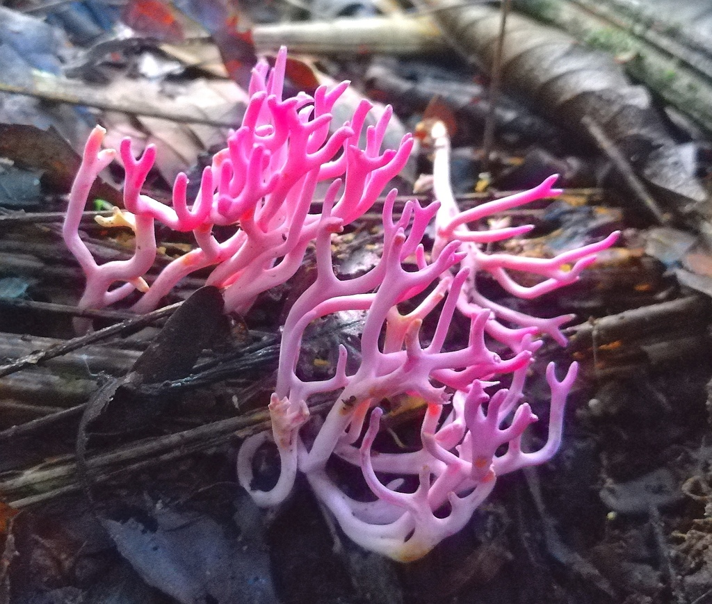 Clavaria schaefferi · May 2020 · photo: © heimatlos (iNaturalist, cc0)