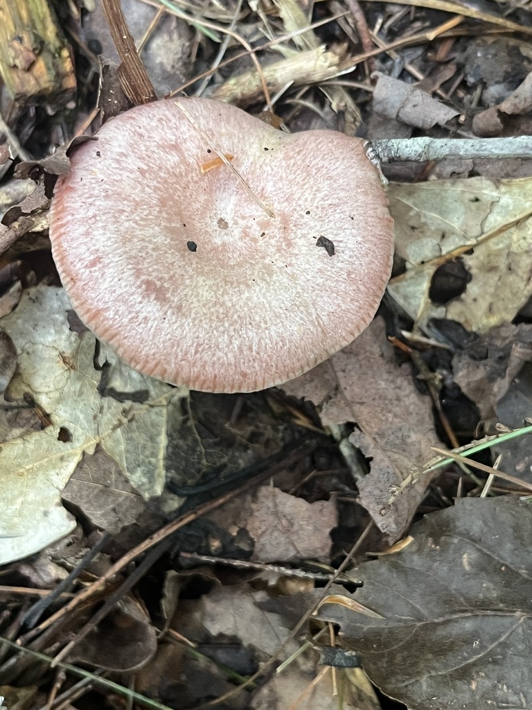 Lactarius subpurpureus · September 2026 · photo: Photo: no rights reserved · iNaturalist