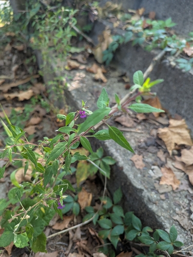 blue waxweed