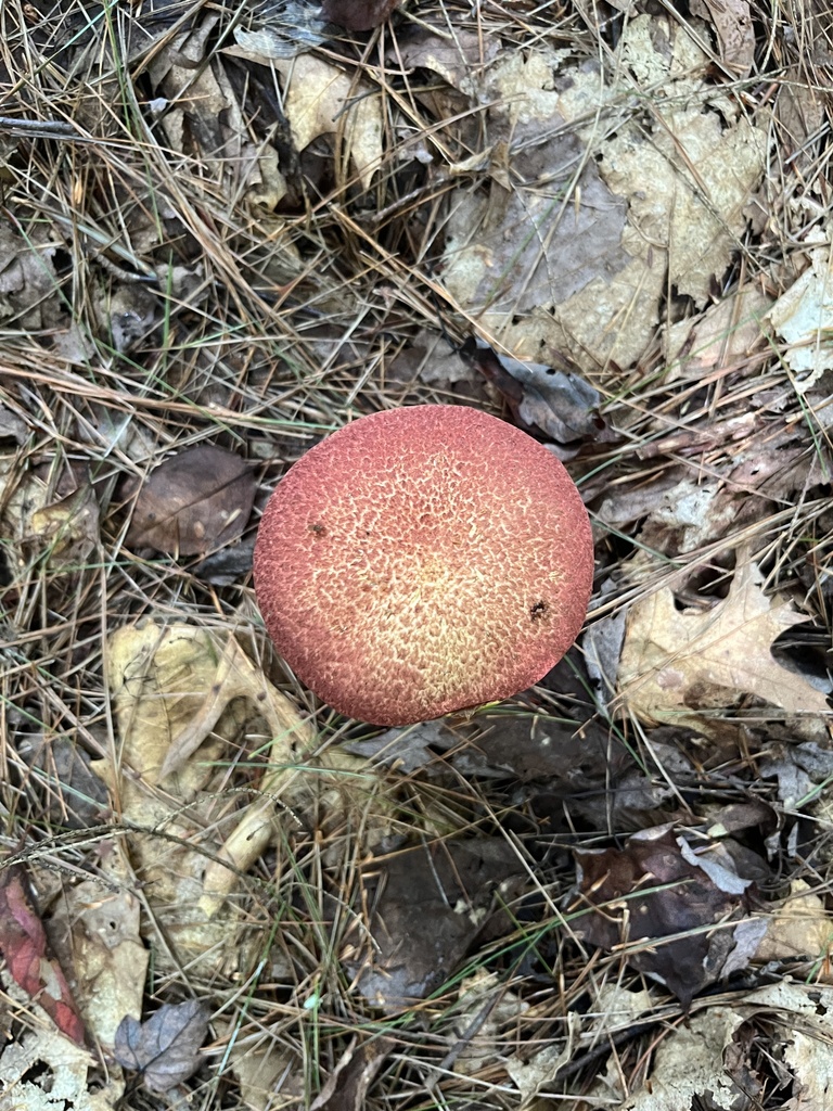 Painted Suillus · September 2026 · photo: Photo: no rights reserved · iNaturalist
