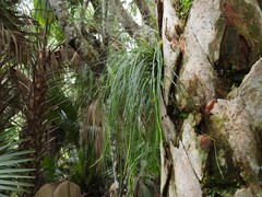 Vittaria lineata