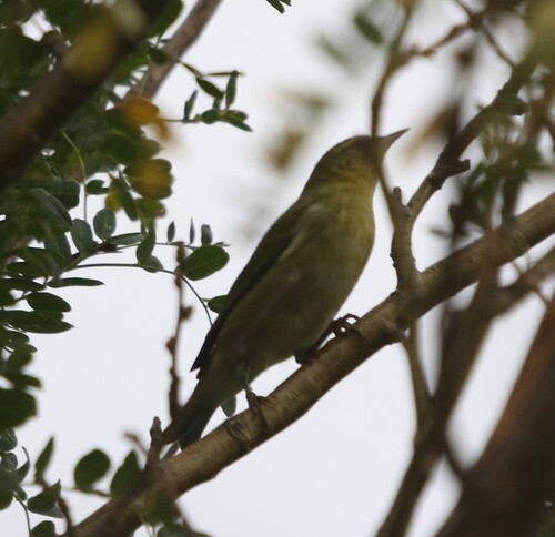 Tennessee Warbler