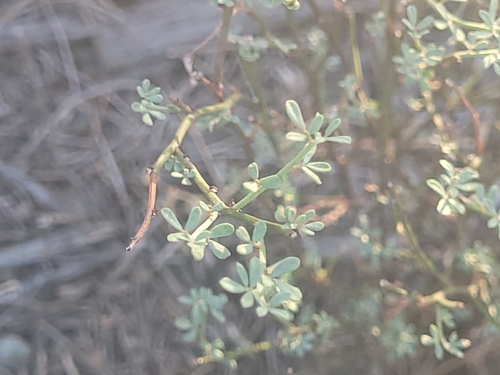 Acmispon glaber, photograph 4