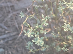 Acmispon glaber, photograph author not stated, no rights reserved