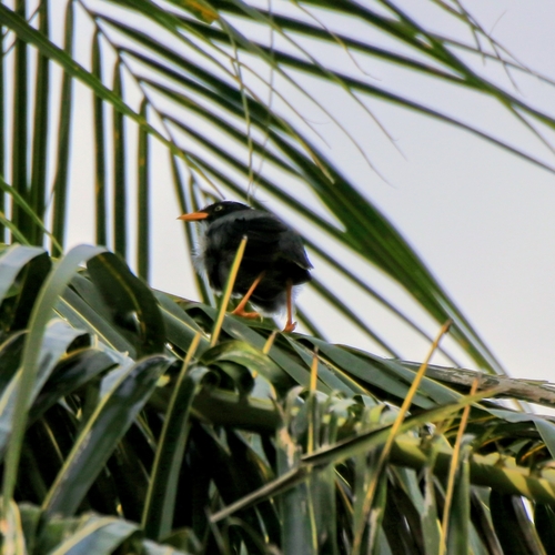 Acridotheres javanicus