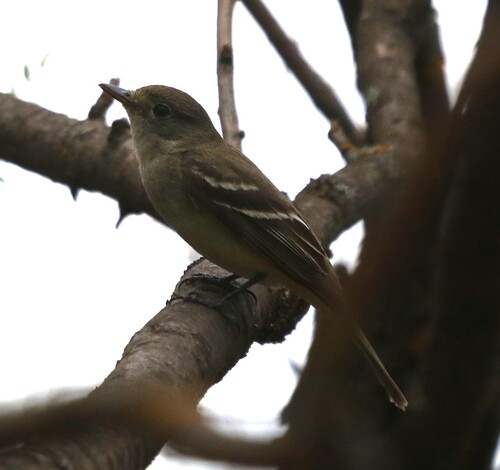 Alder Flycatcher
