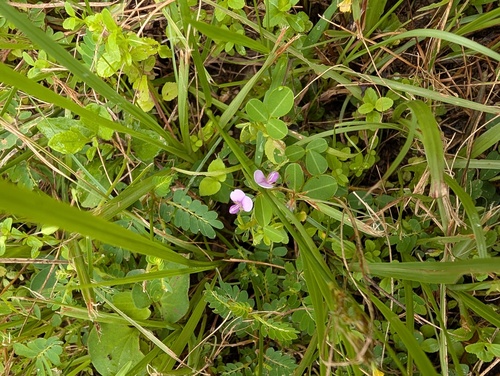 Grona heterophylla observed 2026-09-02
