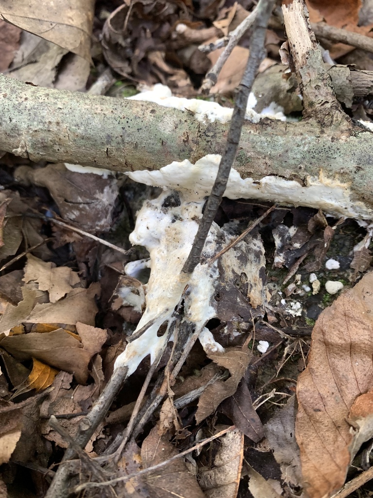 enveloping crust · September 2026 · photo: Photo: (c) Senna Bryce Robeson, some rights reserved (CC BY) · iNaturalist