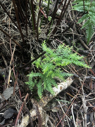 Climbing asparagus