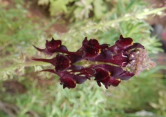 Linaria aeruginea