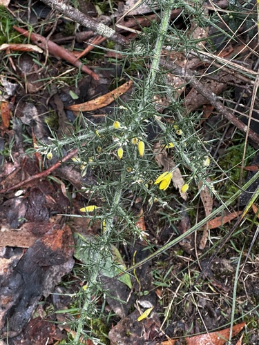 gorse