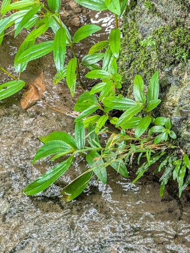 Pogonatherum crinitum observed 2026-09-02