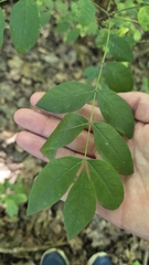 Zanthoxylum americanum