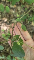 Zanthoxylum americanum, photograph (c) Carter Ertel, some rights reserved (CC BY)