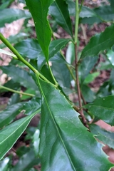 Helicia cochinchinensis, photograph (c) 許文俊, some rights reserved (CC BY-SA)