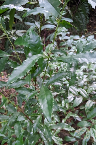 Helicia cochinchinensis, photograph 5
