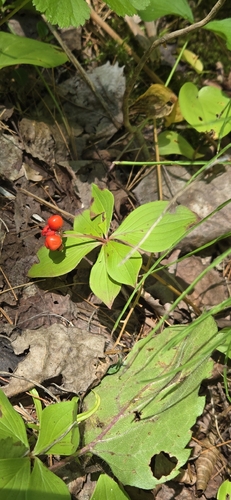 Canadian bunchberry