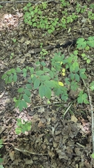 Zanthoxylum americanum, photograph (c) Carter Ertel, some rights reserved (CC BY)