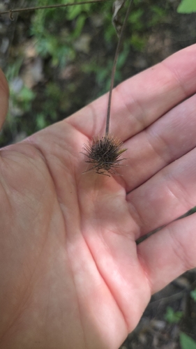 Geum canadense, photograph 6