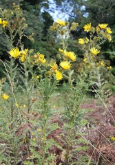 Berkheya bergiana