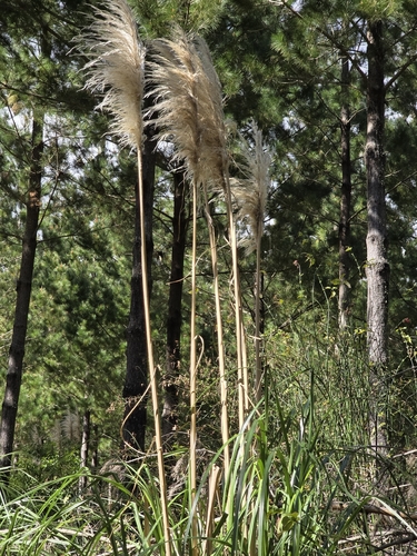 Cortaderia jubata, photograph 2